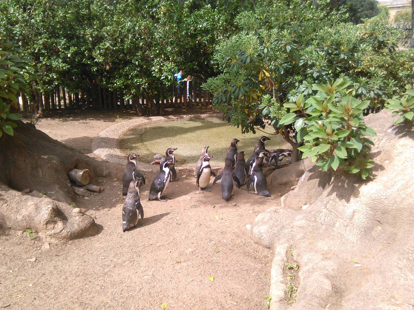 Humboldt penguin temporal exhibit.