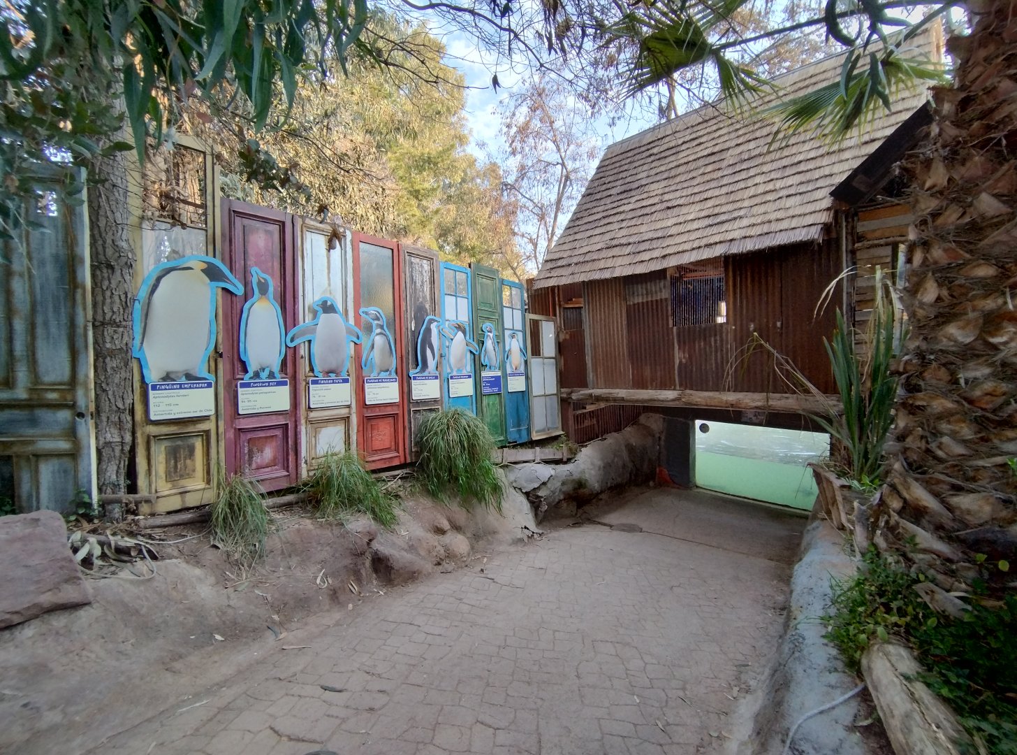 Humboldt penguin underwater viewing access - Buin zoo