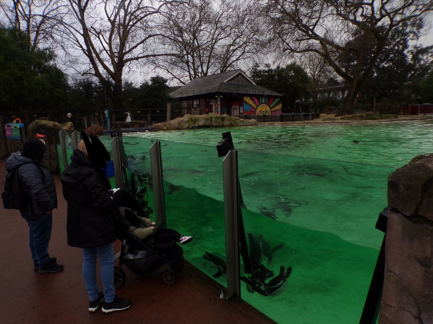 Humboldt penguin underwater viewing area 11.2.25