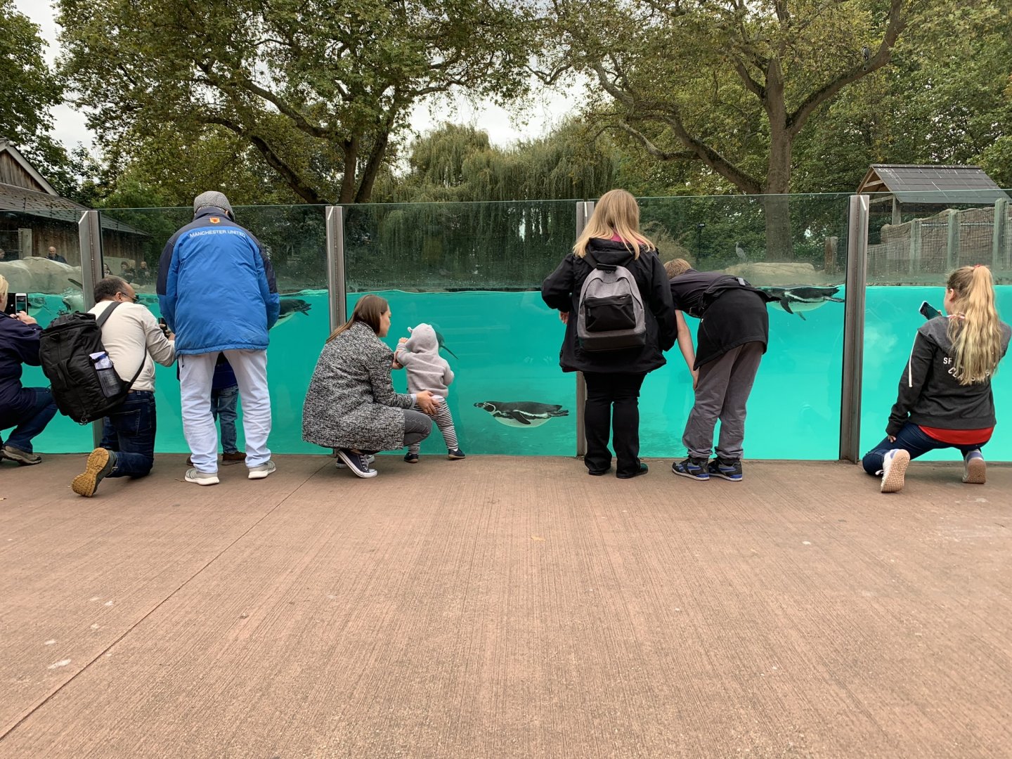 Humboldt Penguin Underwater Viewing at London Zoo (2019)