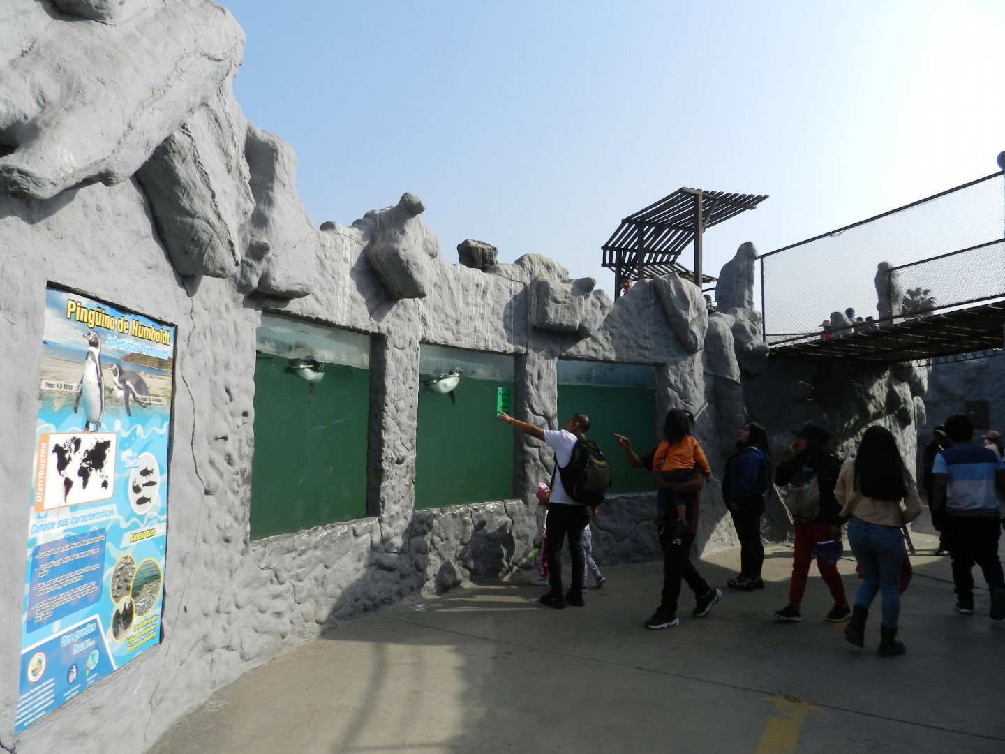 Humboldt penguin underwater viewing - Parque Zoológico Huachipa