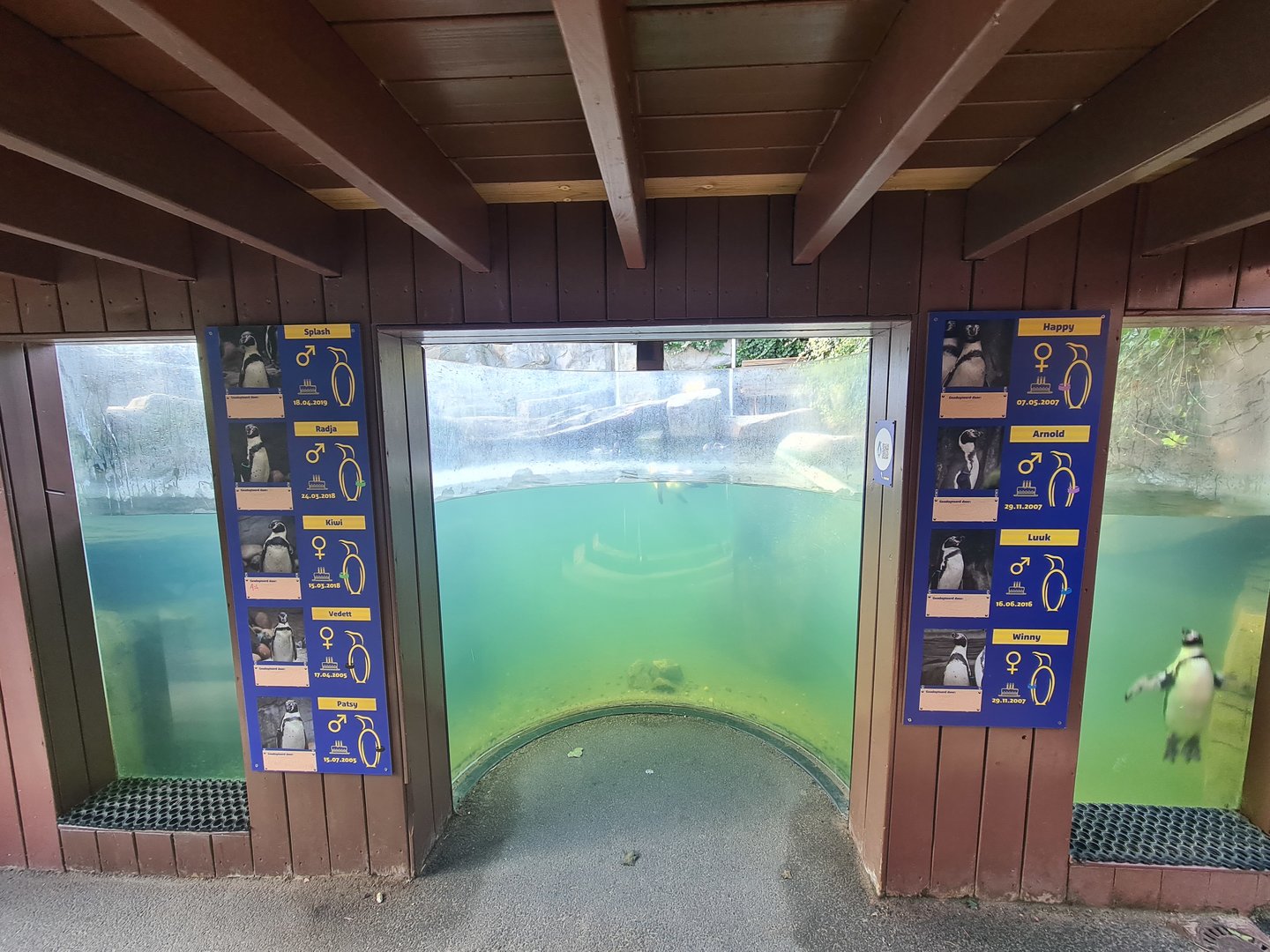 Humboldt penguin underwater viewing