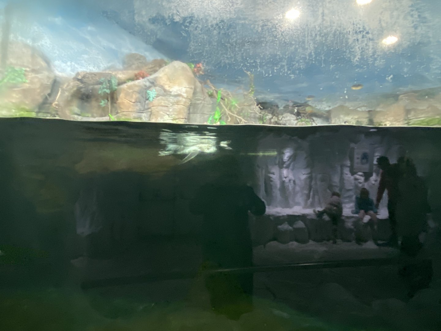 Humboldt penguin underwater viewing