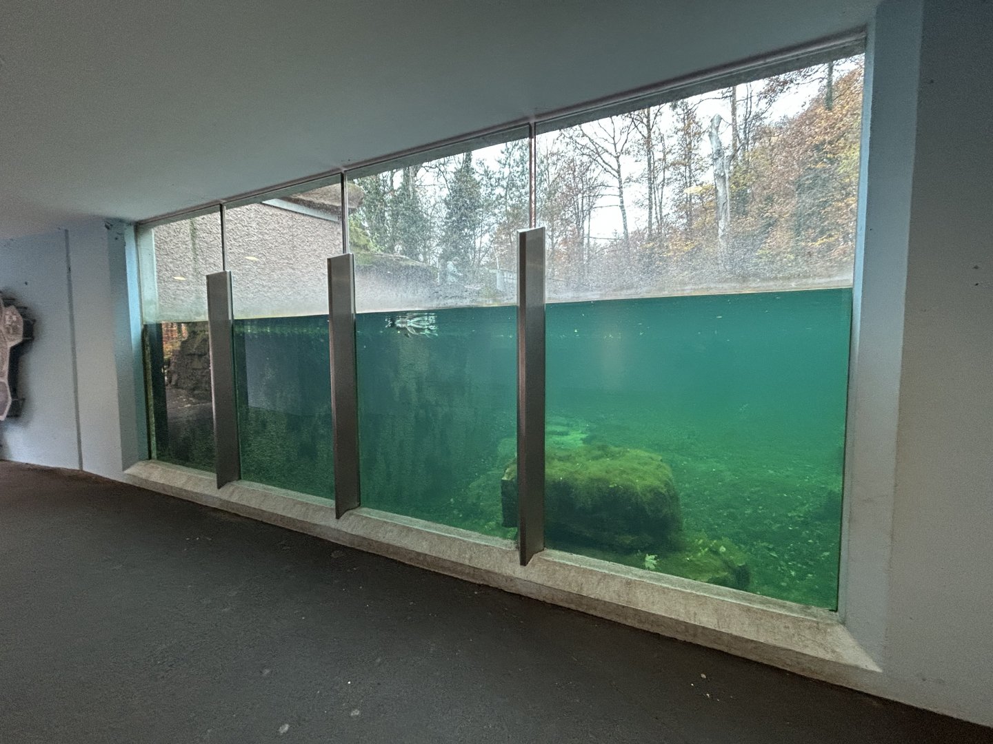 Humboldt Penguin Underwater Viewing