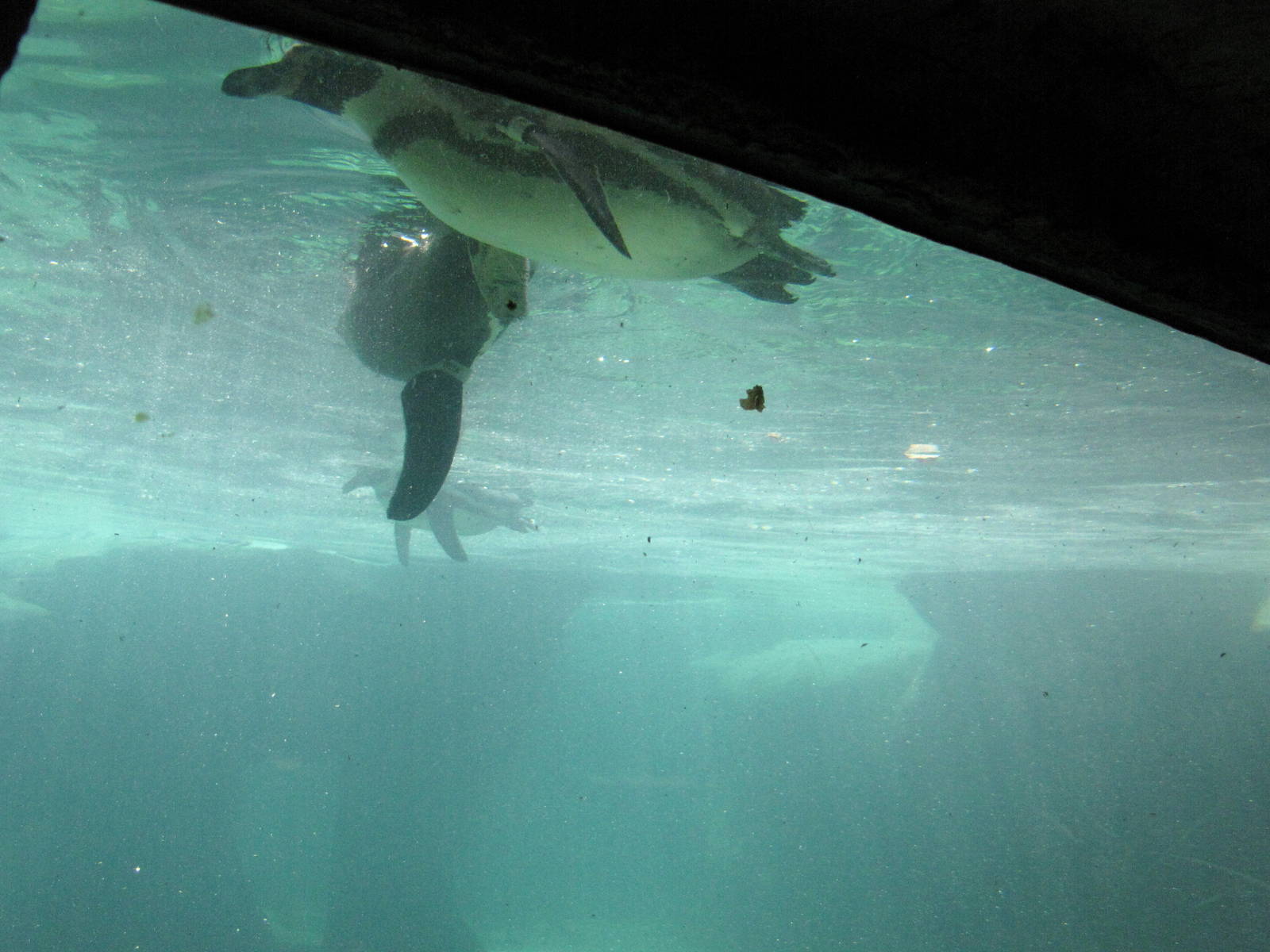 Humboldt Penguin Underwater Viewing