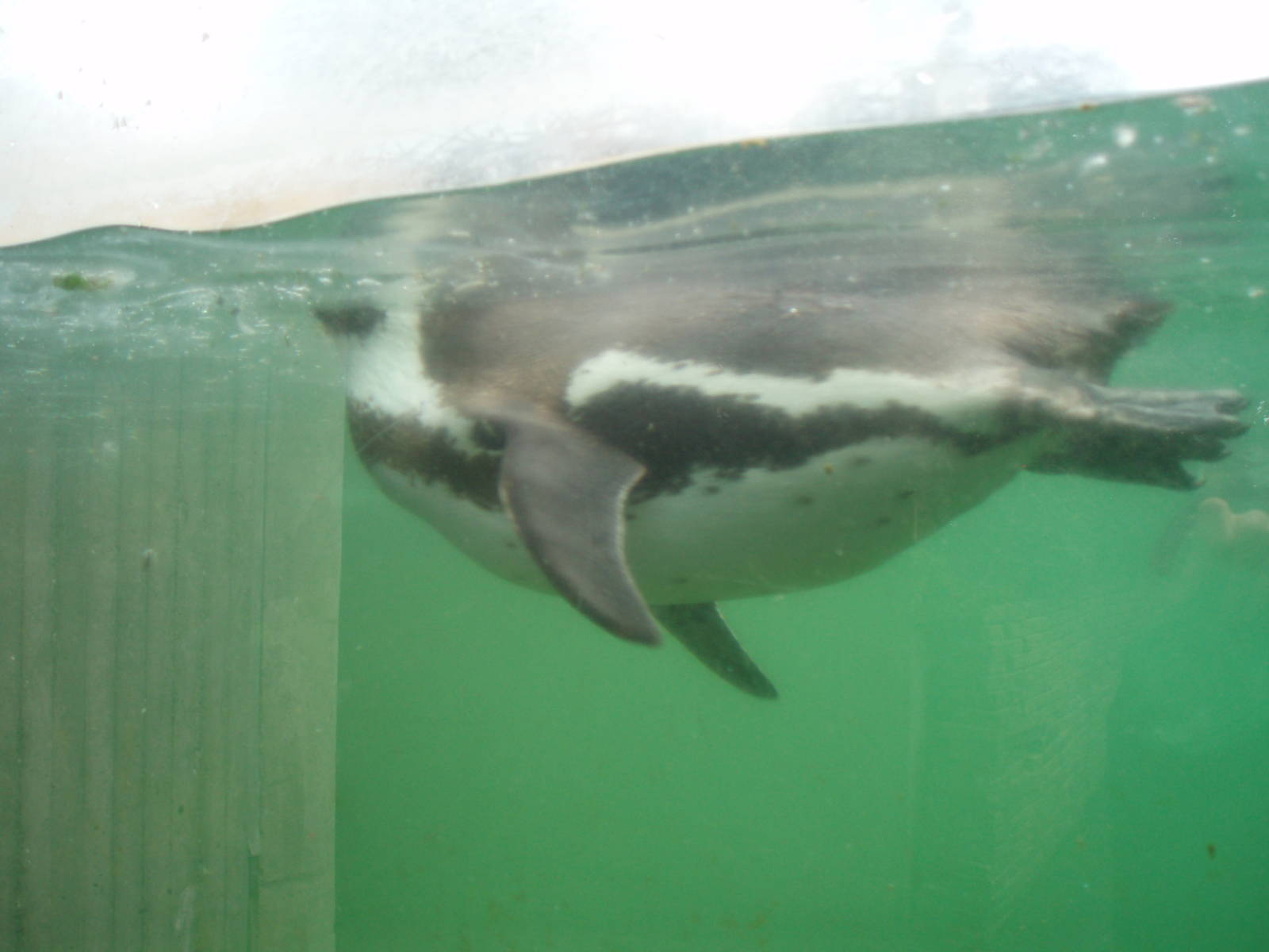 Humboldt penguin underwater