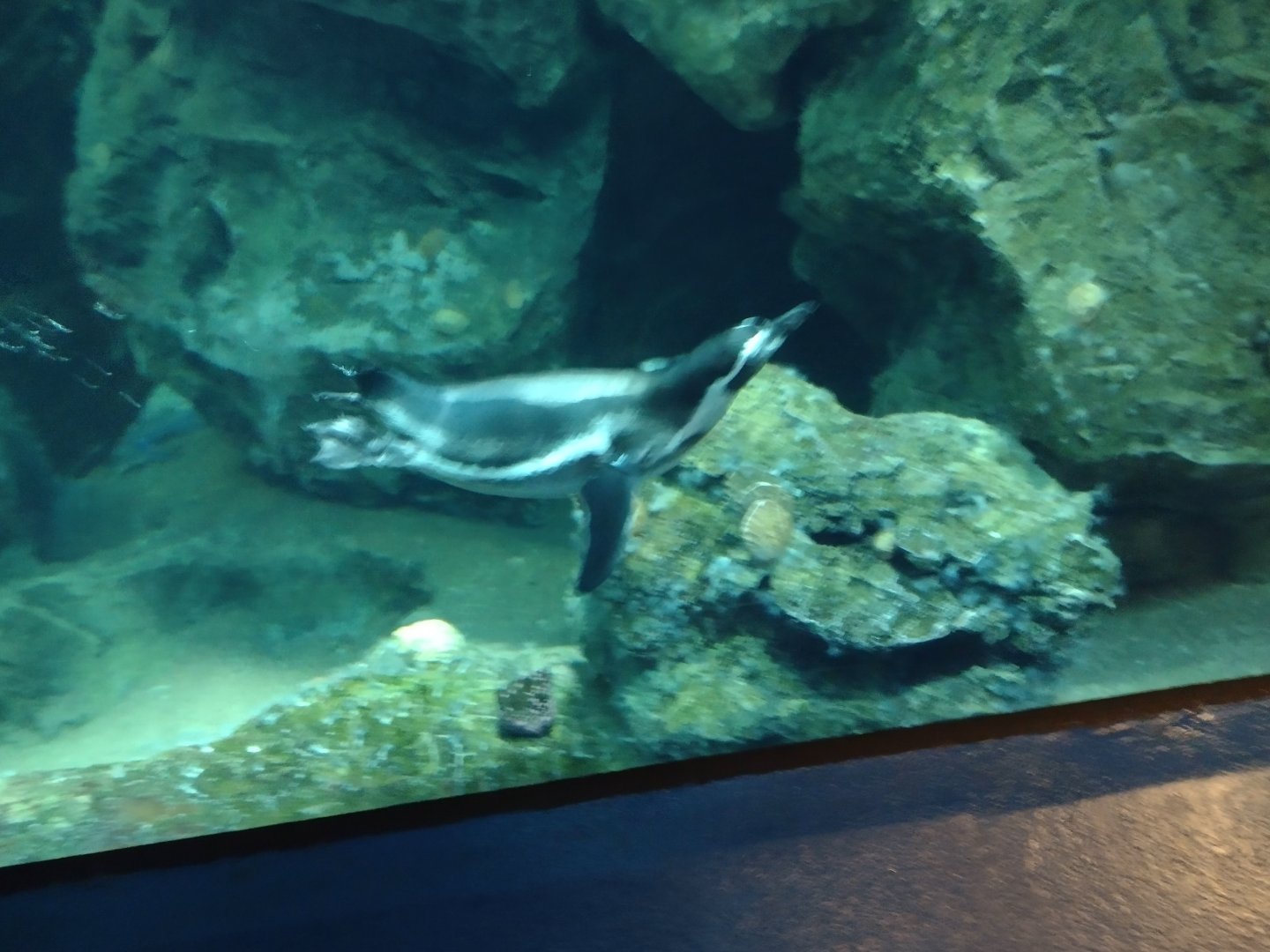 Humboldt penguin underwater