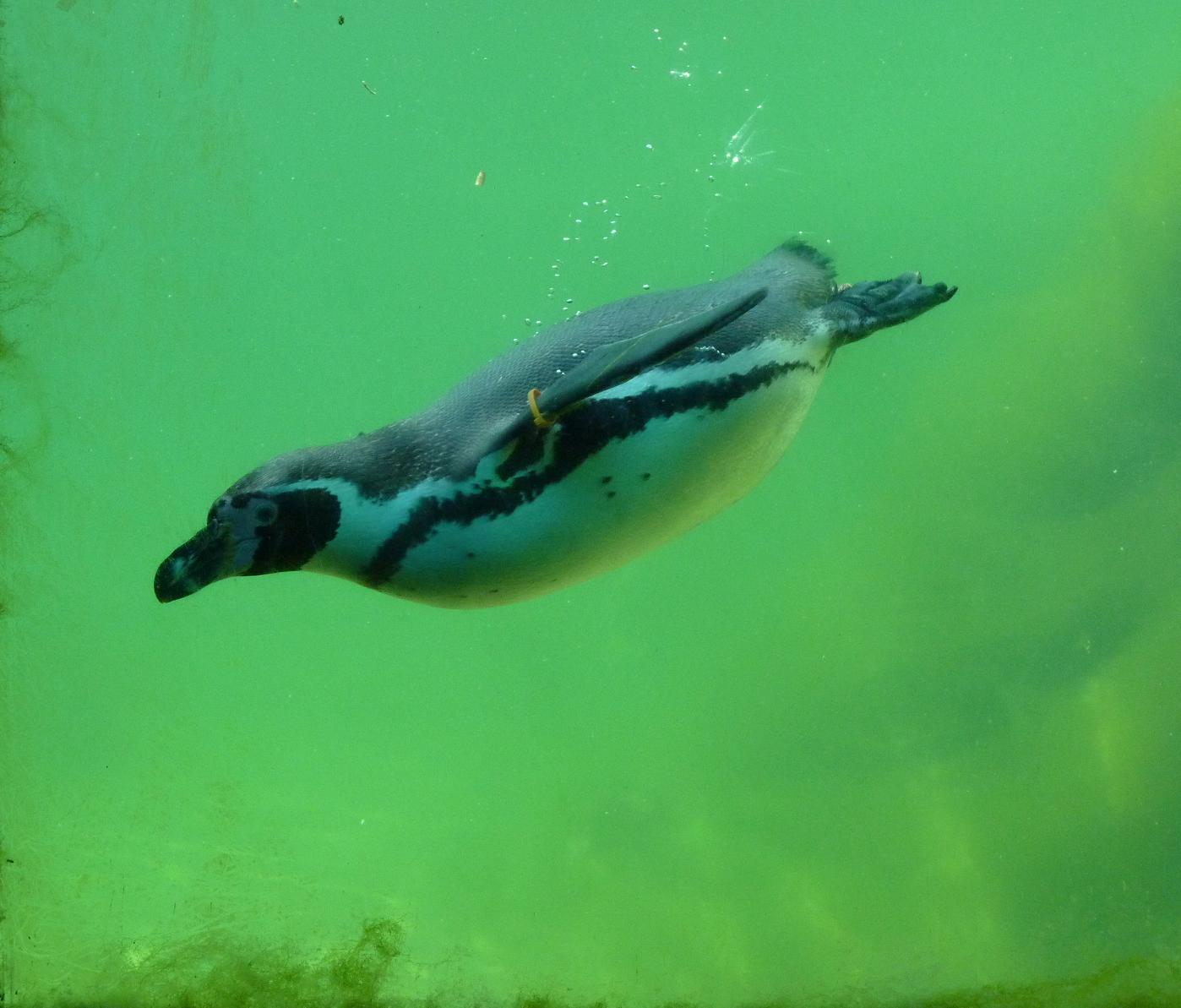 Humboldt Penguin Underwater