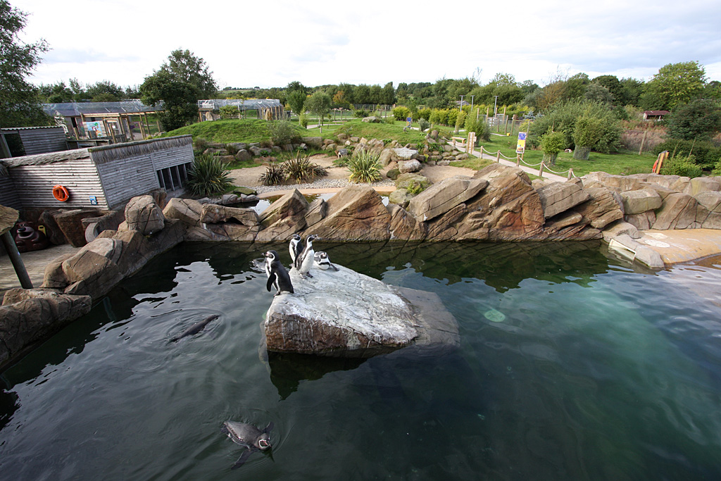 Humboldt Penguin upper pool at Peak Wildlife Park 5/9/15