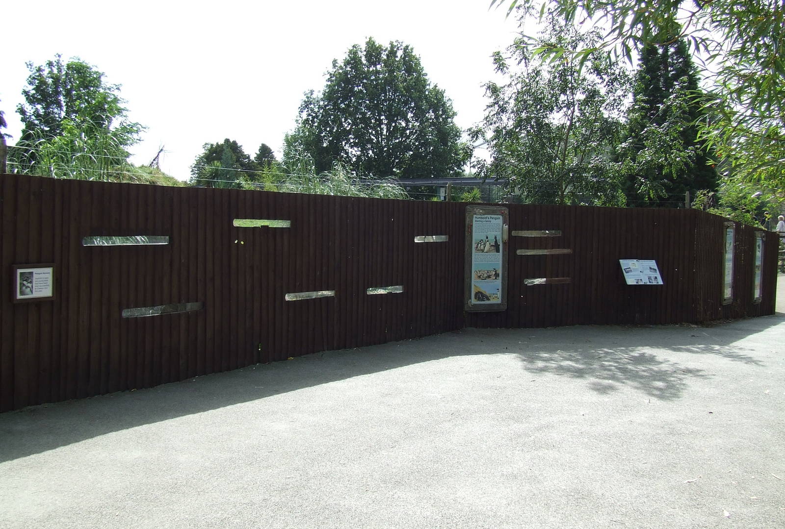 Humboldt Penguin viewing