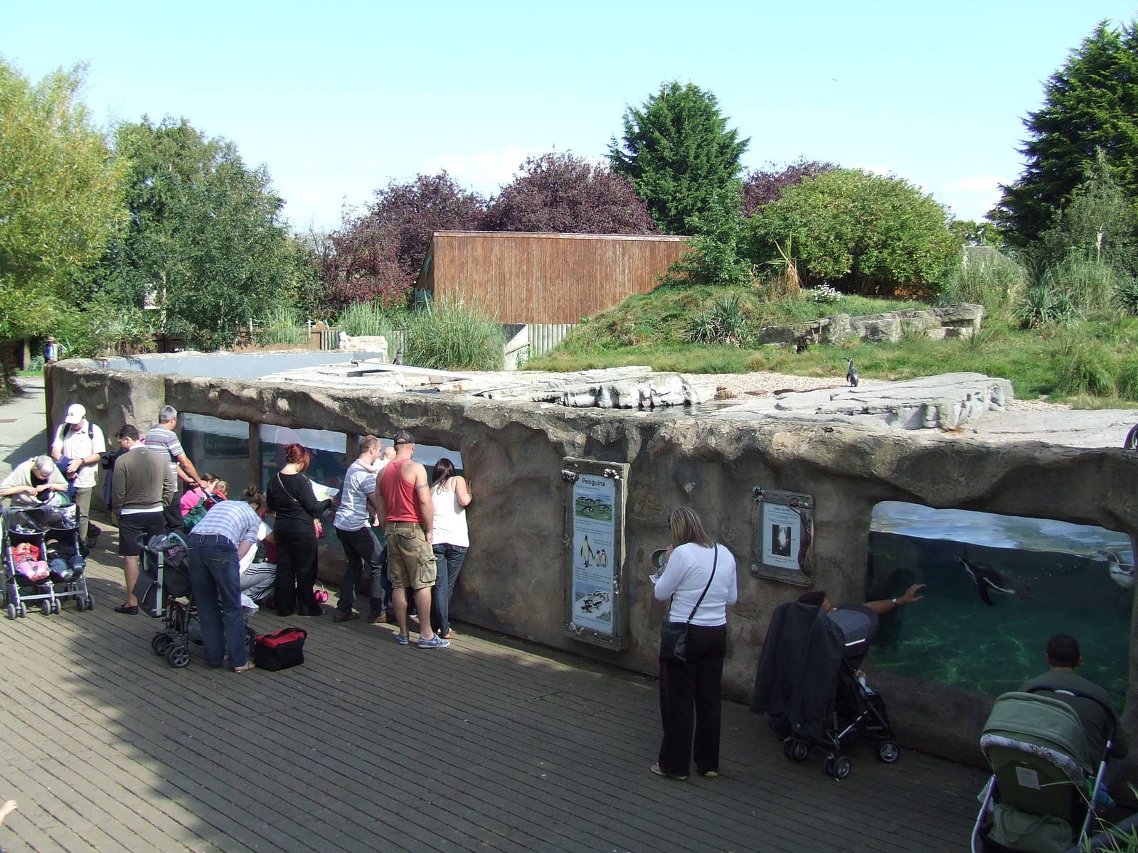 Humboldt Penguin viewing
