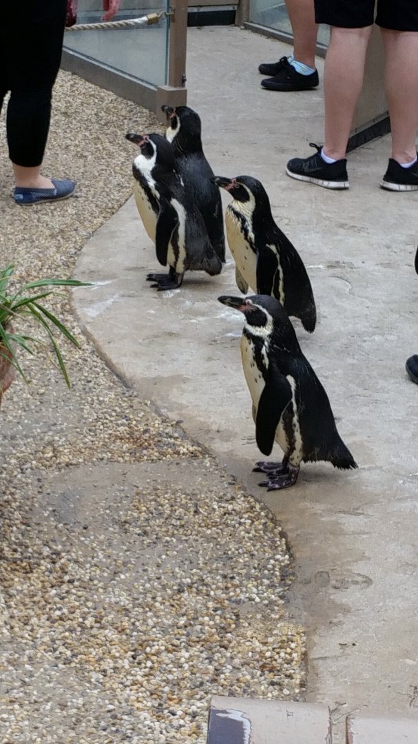 Humboldt Penguin Walk-Through