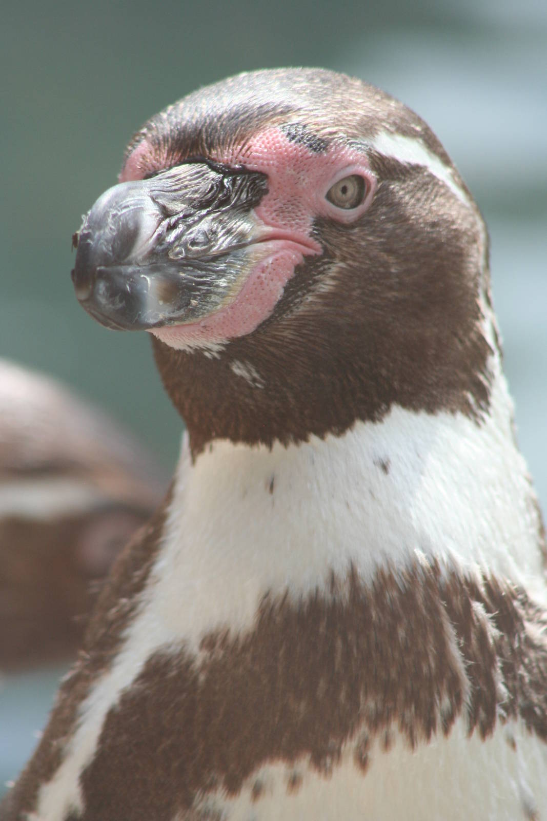 Humboldt Penguin @ West Midland Safari Park  15.07.2013