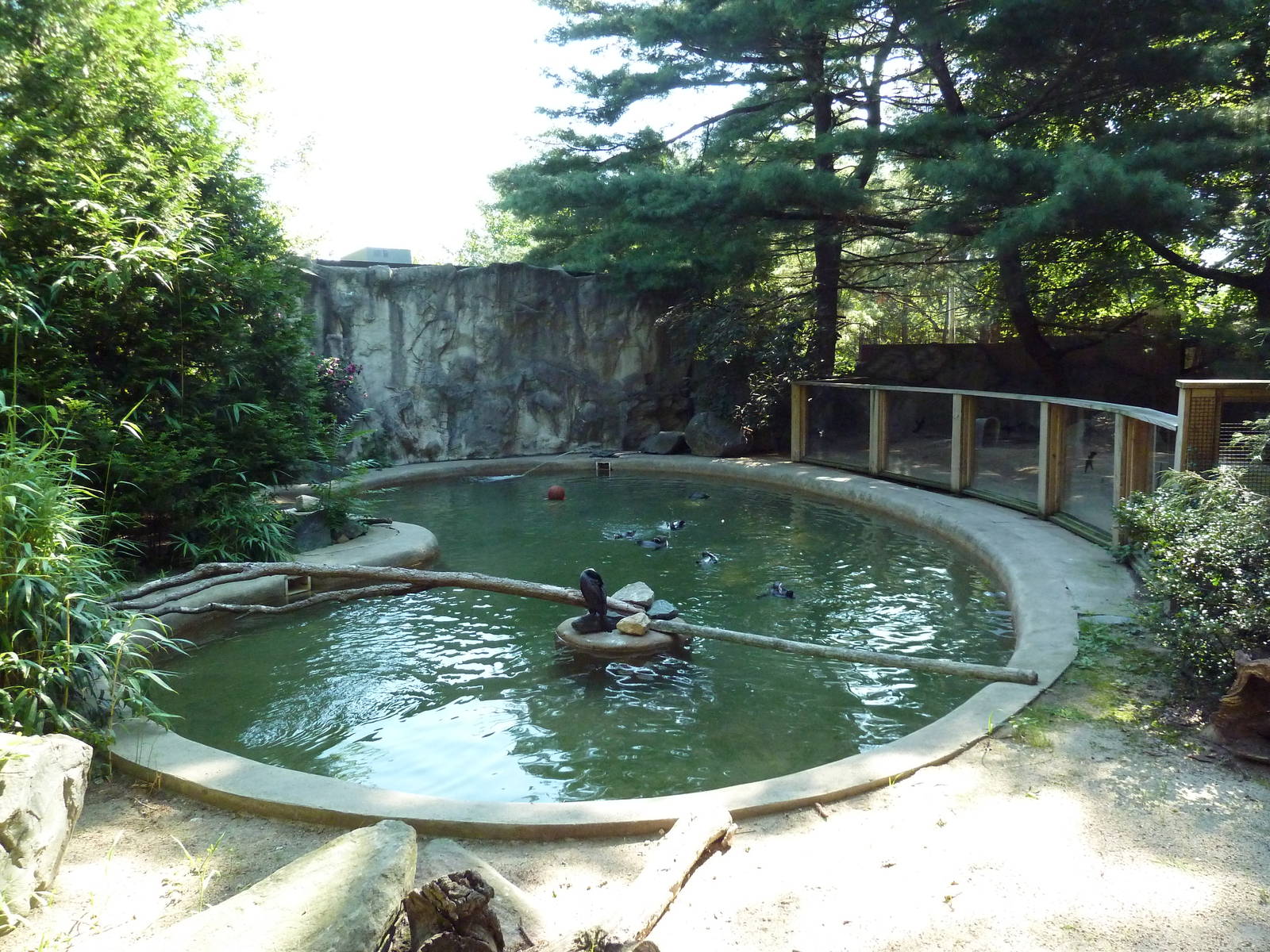 Humboldt Penguin/White-Breasted Cormorant Exhibit