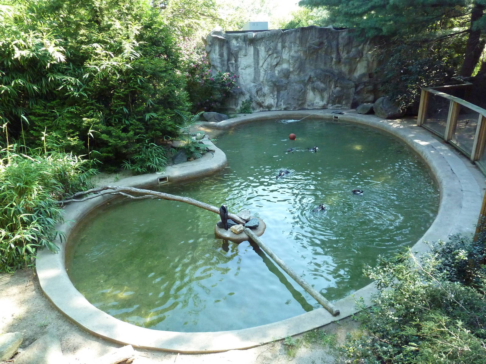 Humboldt Penguin/White-Breasted Cormorant Exhibit