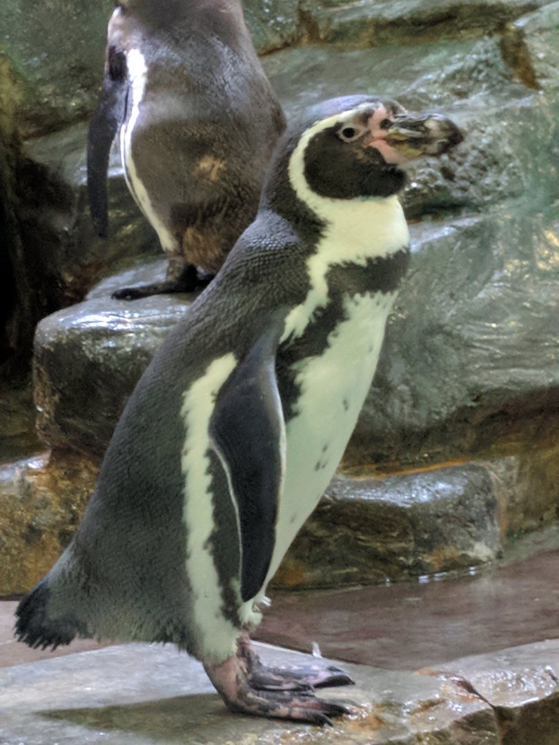 Humboldt Penguin Zoo Praha 2018