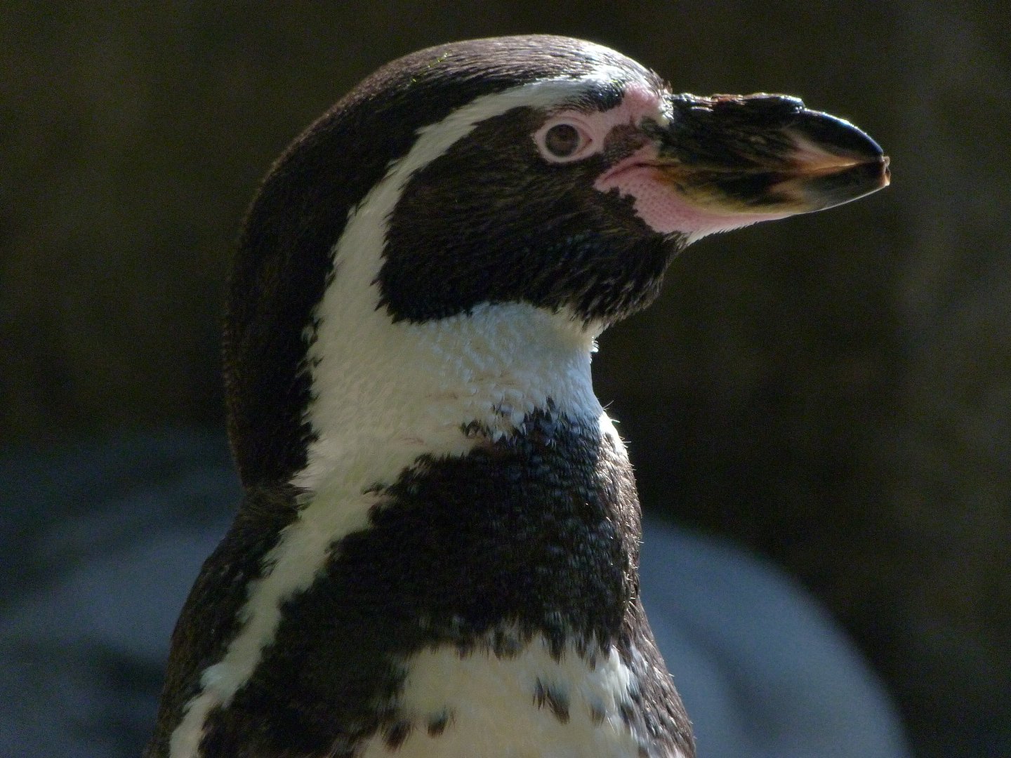Humboldt penguin -Zoo Praha (2025)