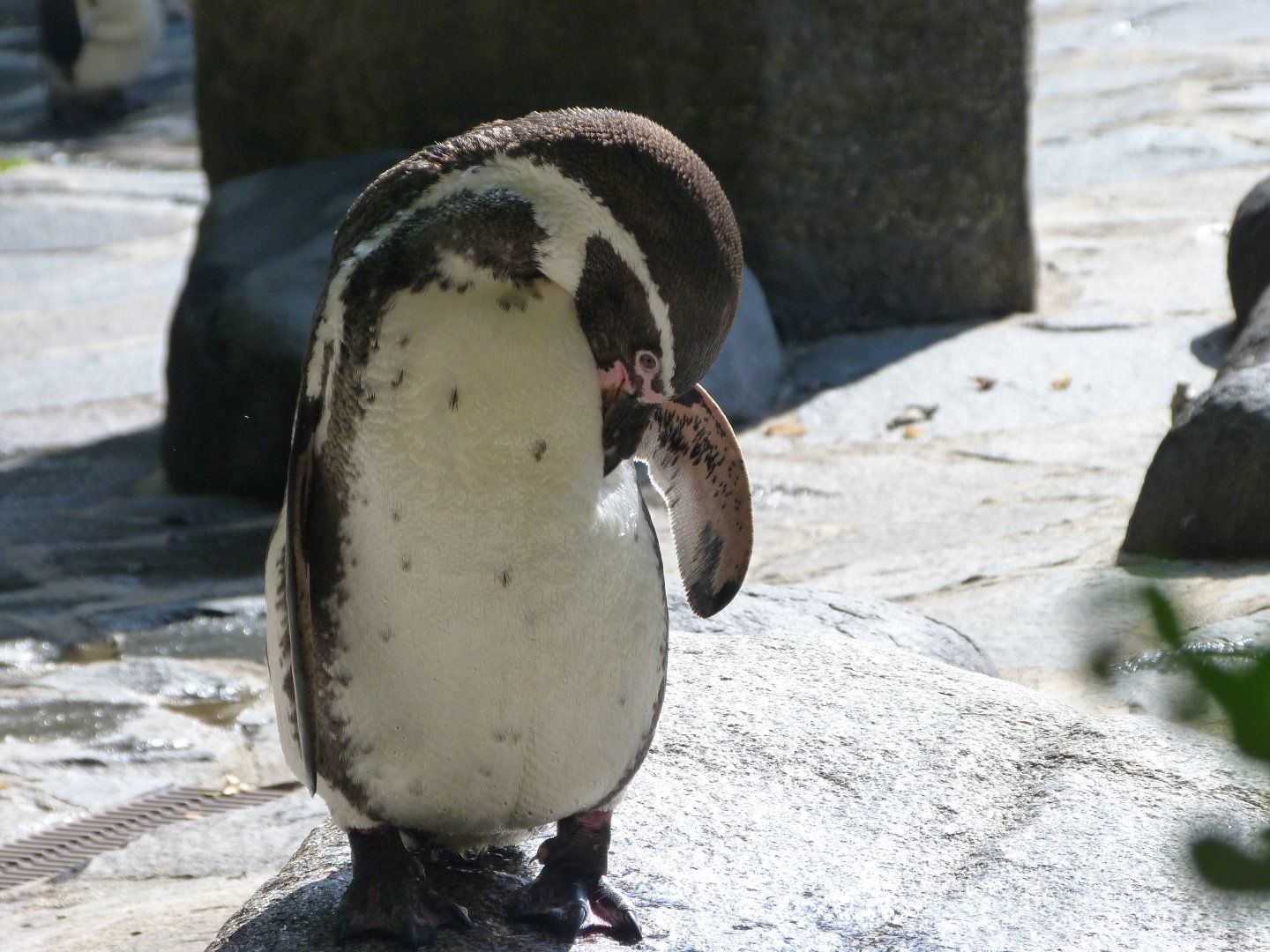 Humboldt penguin -Zoo Praha (2025)