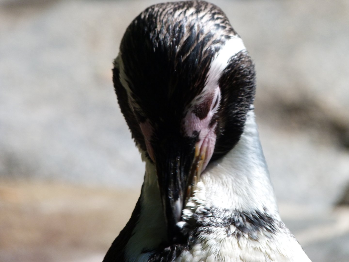 Humboldt penguin -Zoo Praha (2025)
