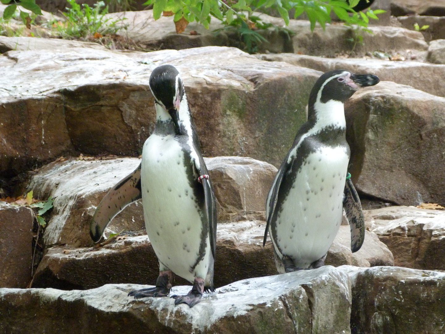Humboldt penguin -Zoologischer Garten Berlin (2024)