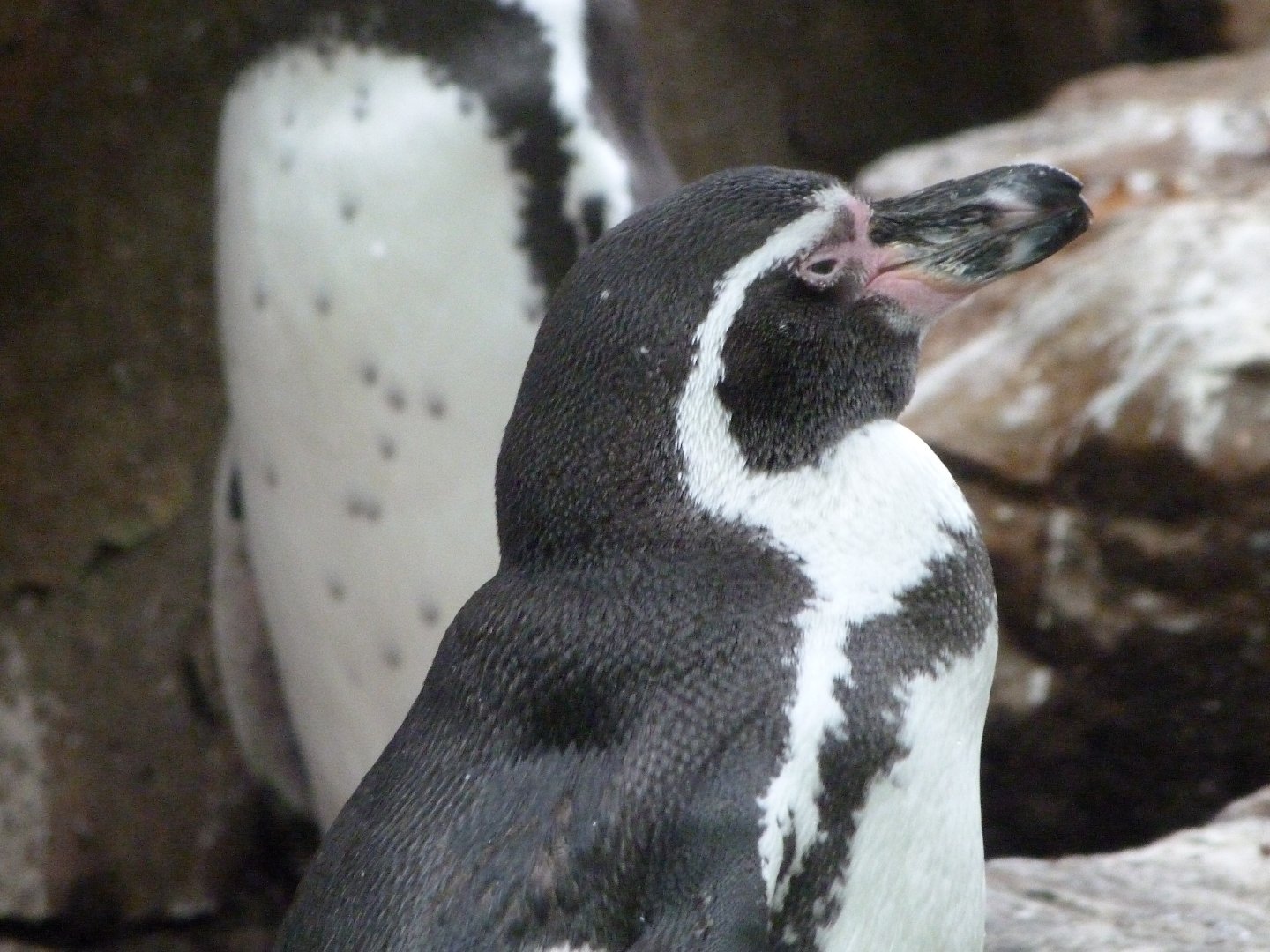 Humboldt penguin -Zoologischer Garten Berlin (2024)