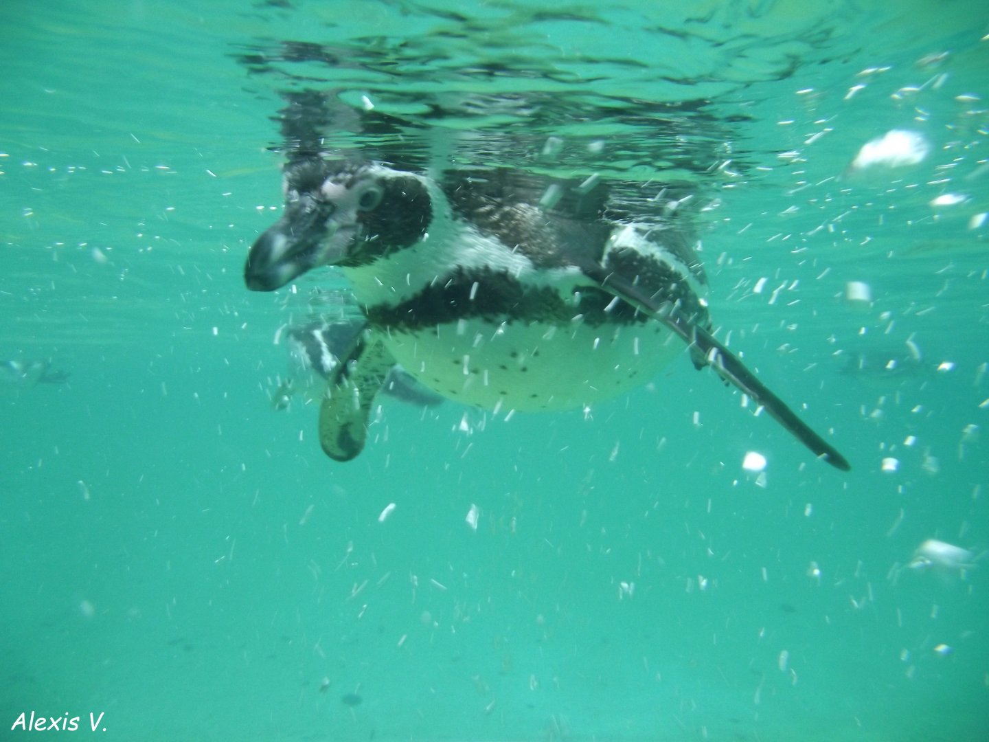 Humboldt Penguin - Zooparc de Beauval - 01/2019