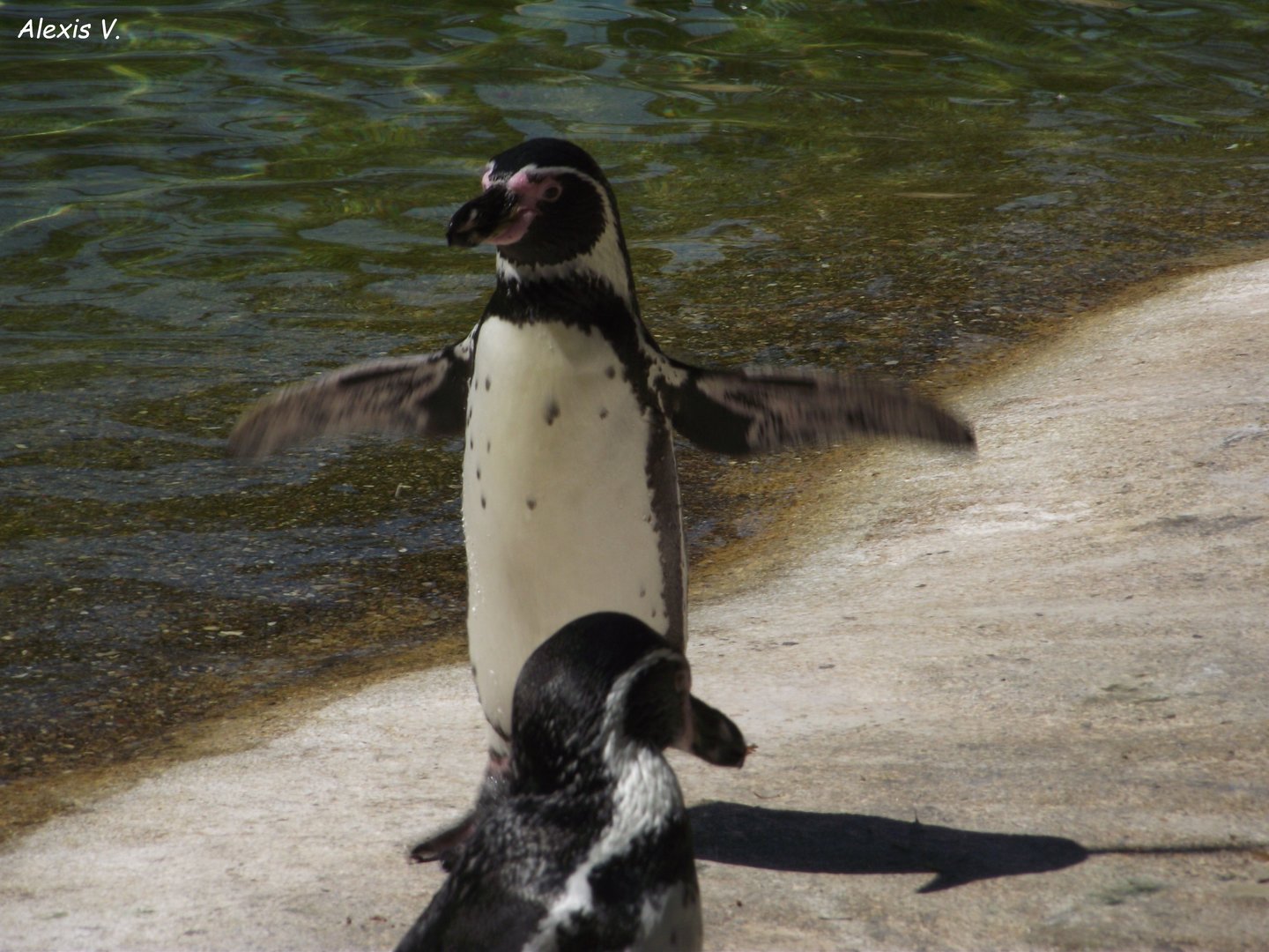 Humboldt Penguin - Zooparc de Beauval - 08/2022