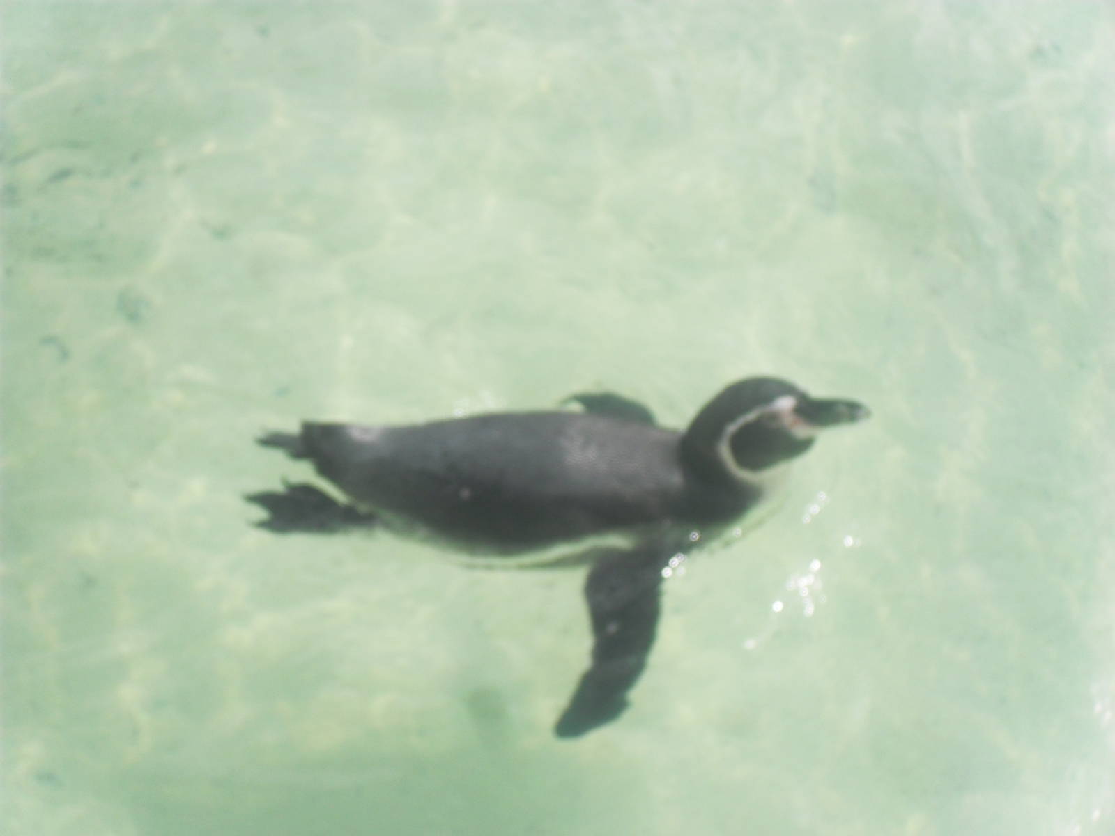 Humboldt penguin