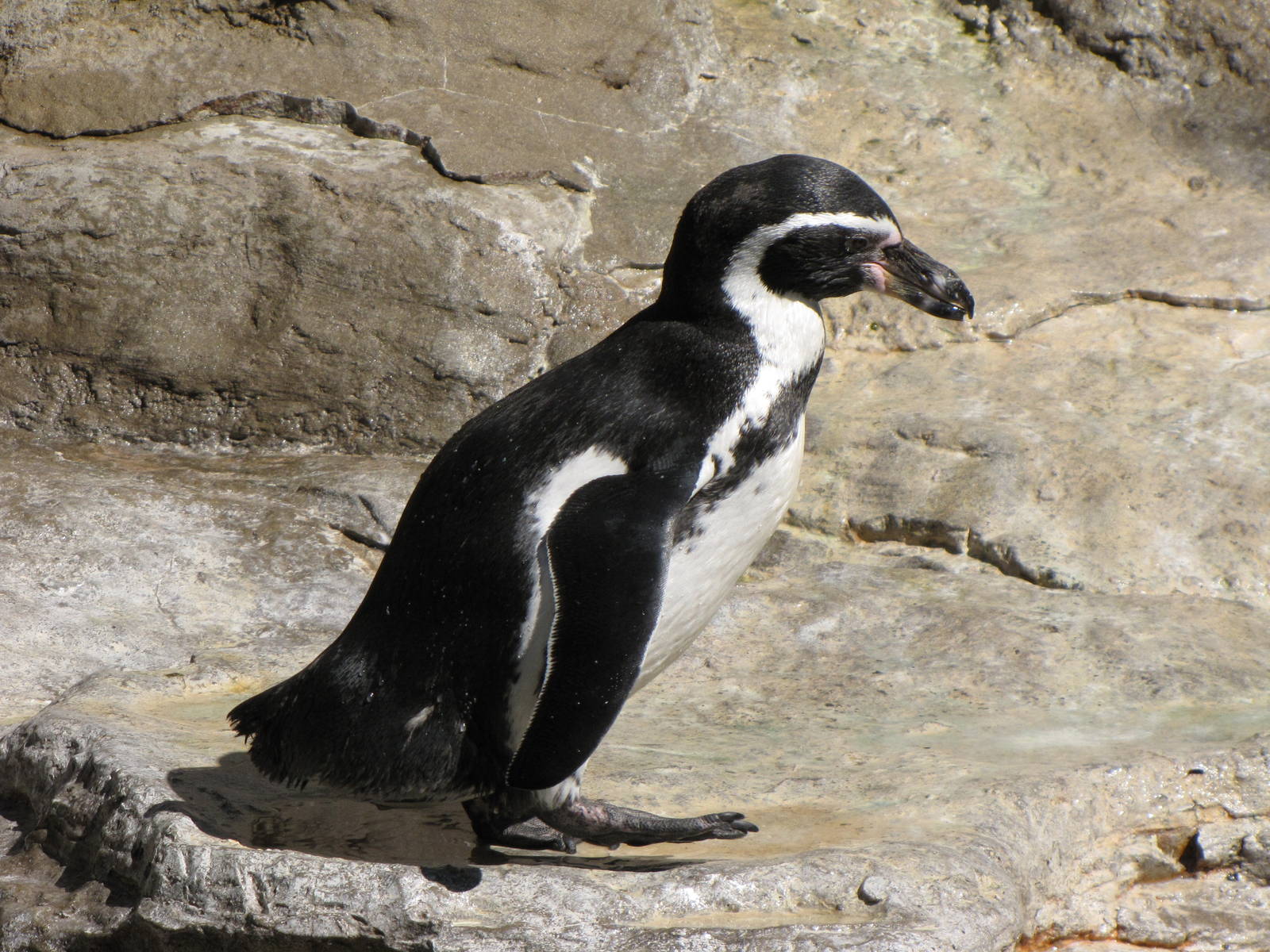 Humboldt Penguin