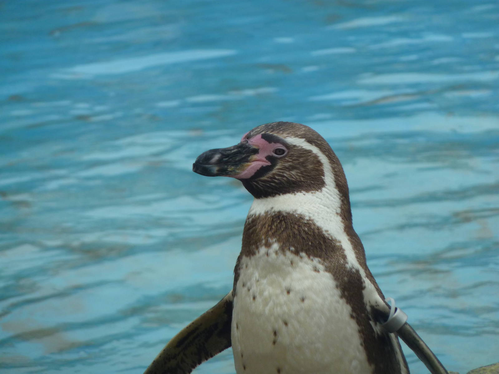 Humboldt Penguin