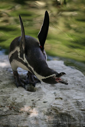 humboldt penguin