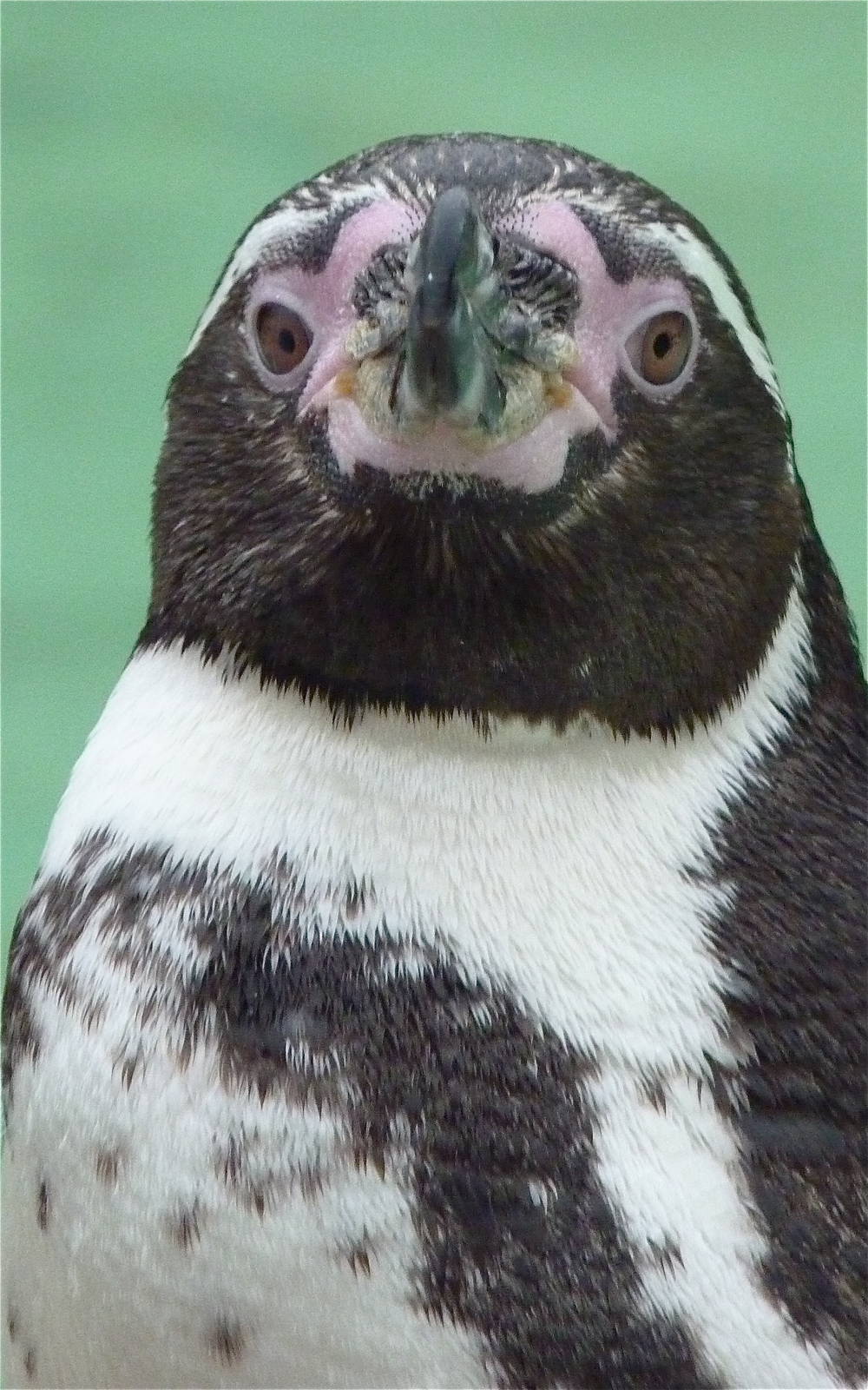Humboldt Penguin