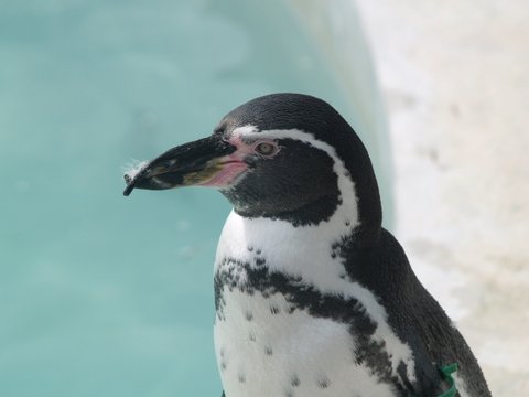 Humboldt penguin