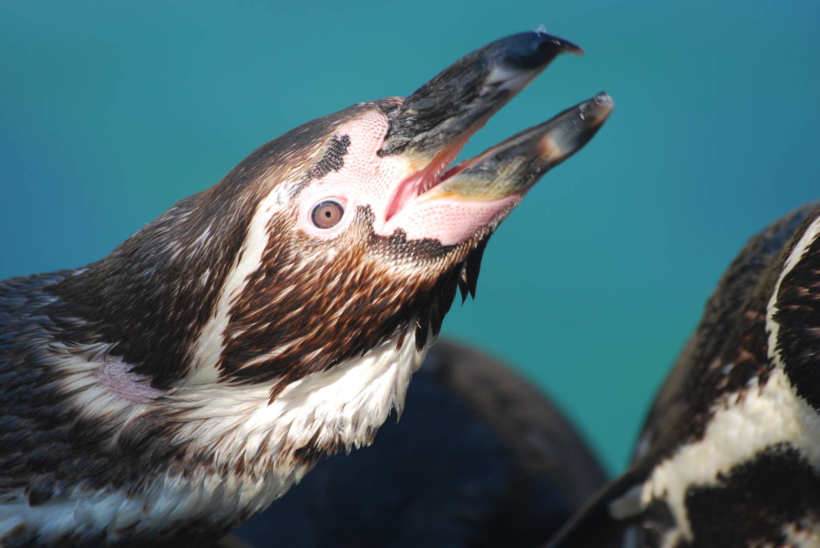 Humboldt penguin