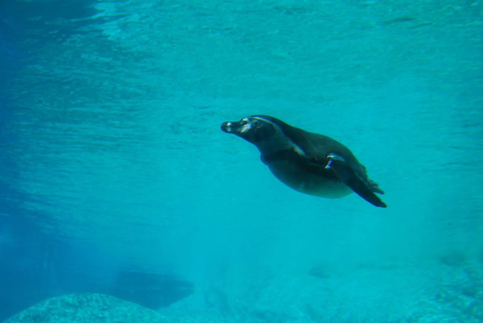 Humboldt Penguin