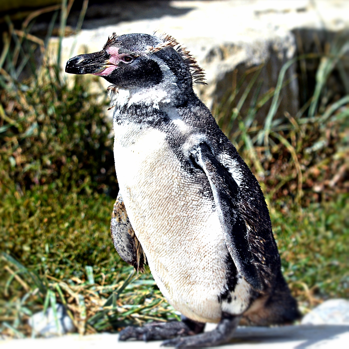 HUMBOLDT PENGUIN