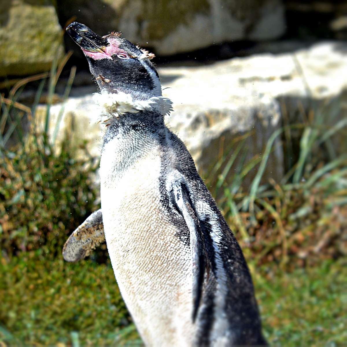 HUMBOLDT PENGUIN