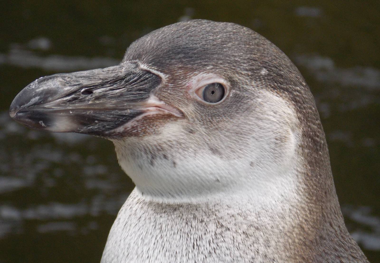 Humboldt Penguin
