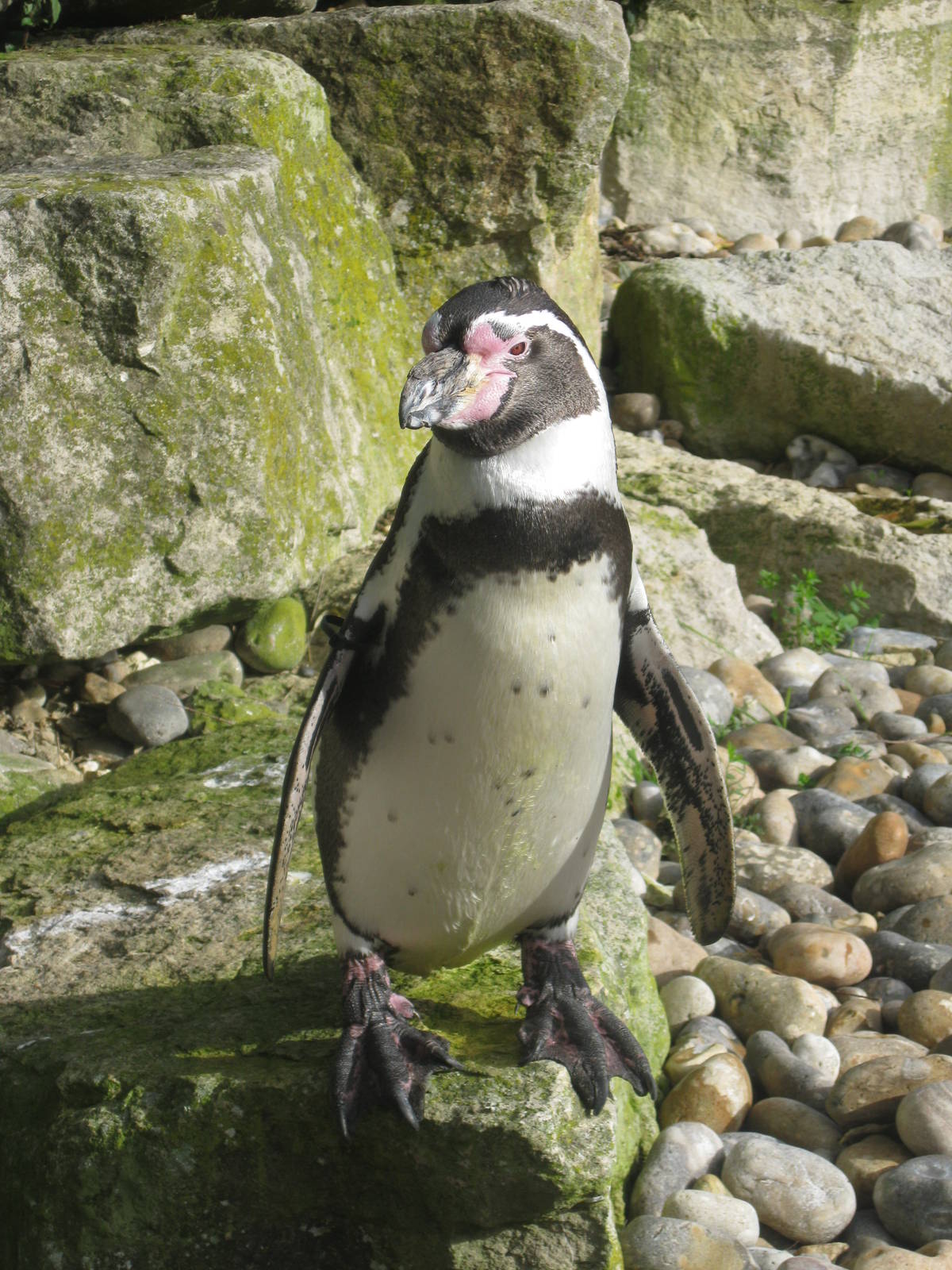 Humboldt Penguin