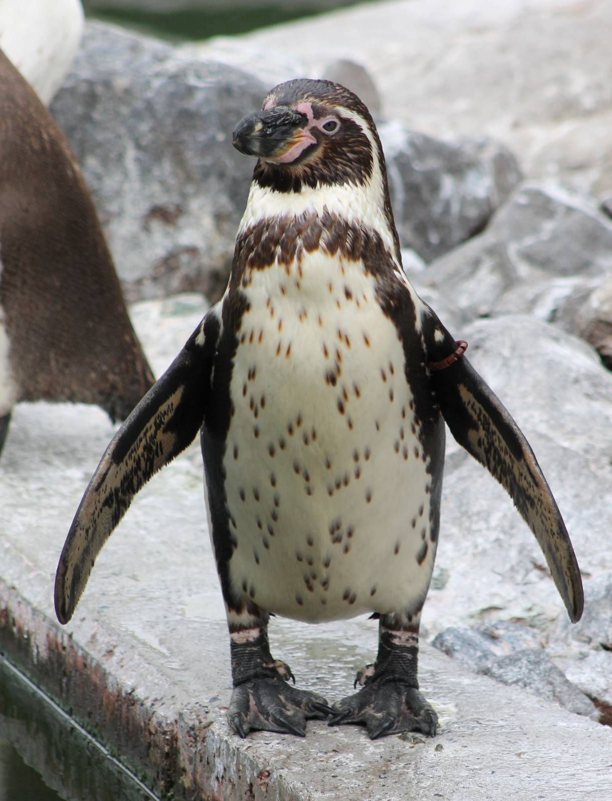Humboldt penguin