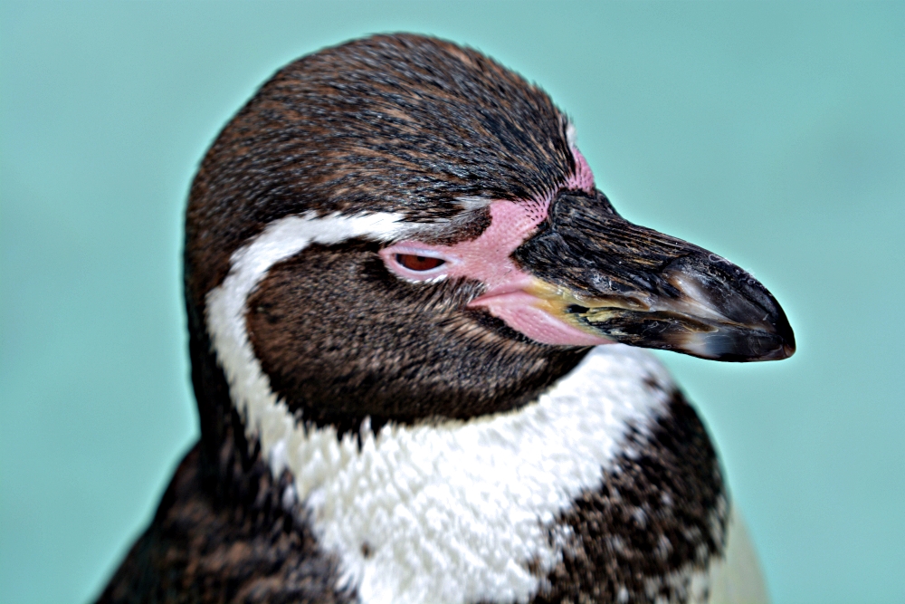 Humboldt Penguin