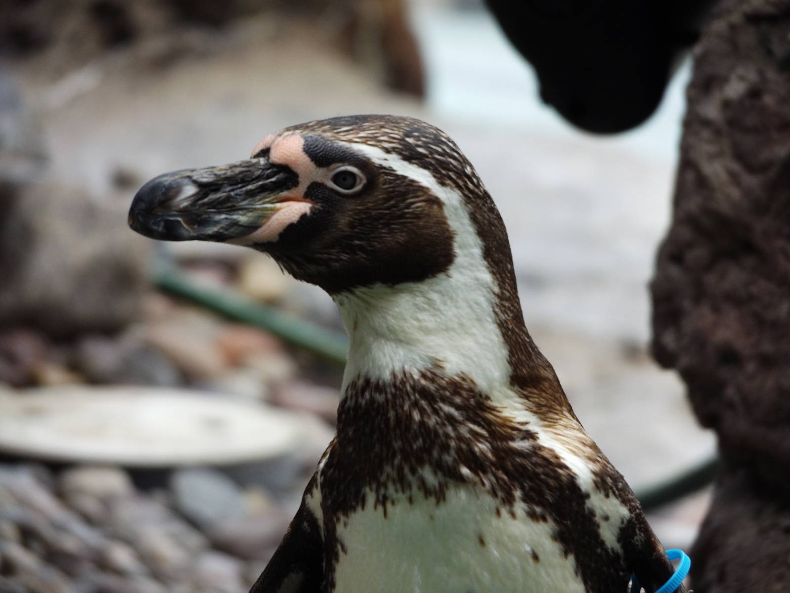 Humboldt Penguin