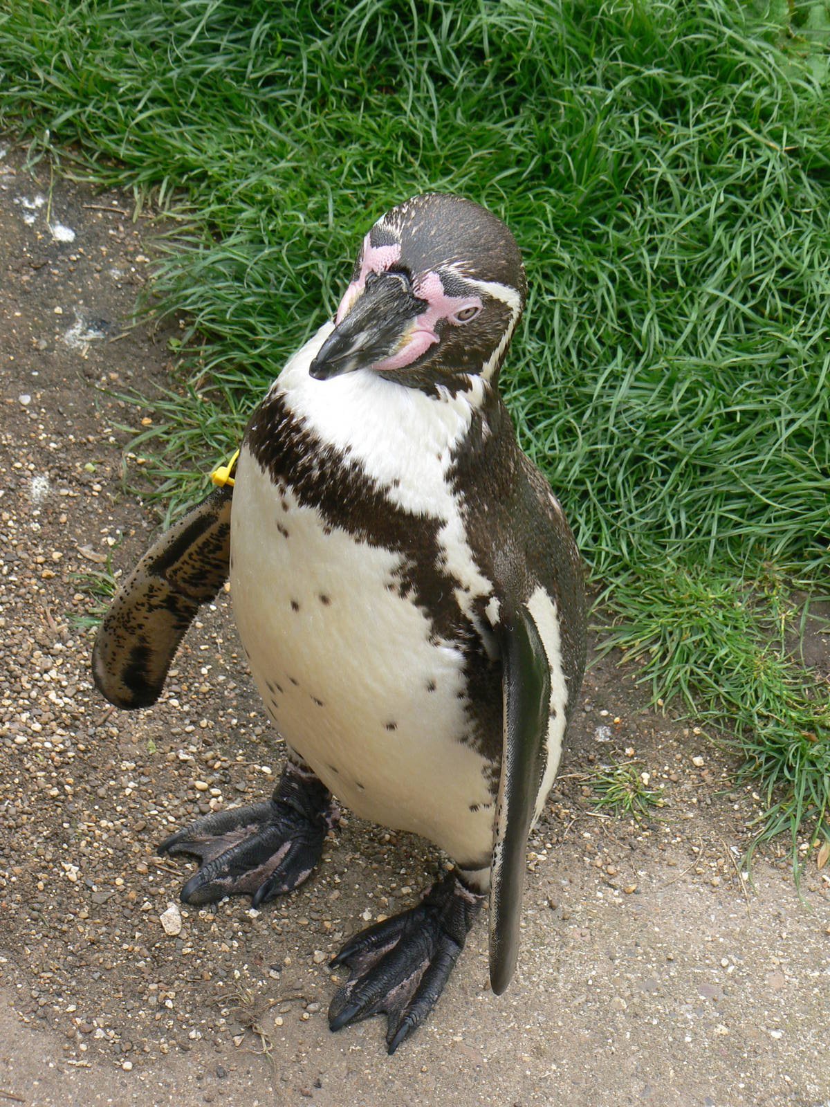 Humboldt Penguin