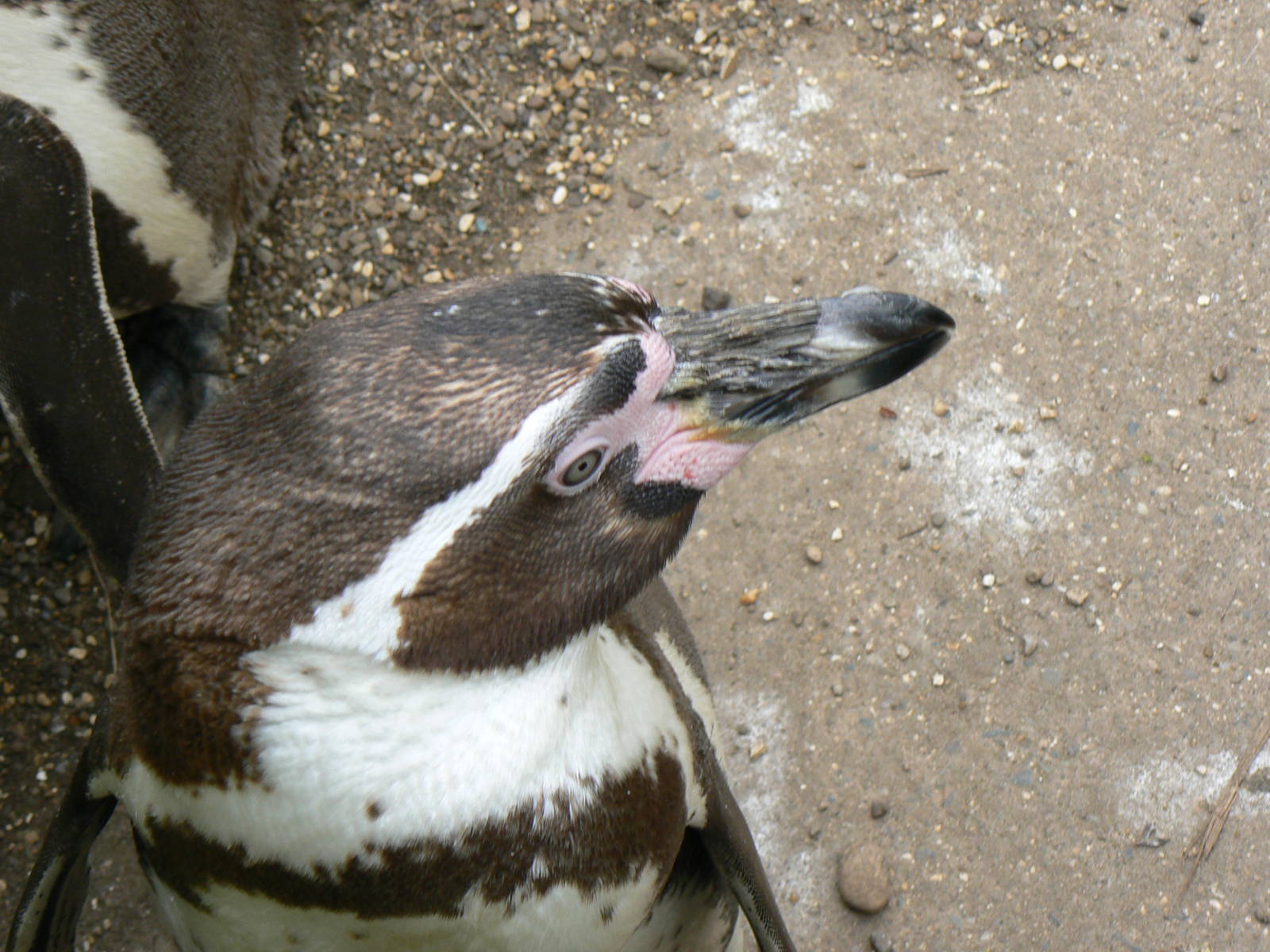 Humboldt Penguin