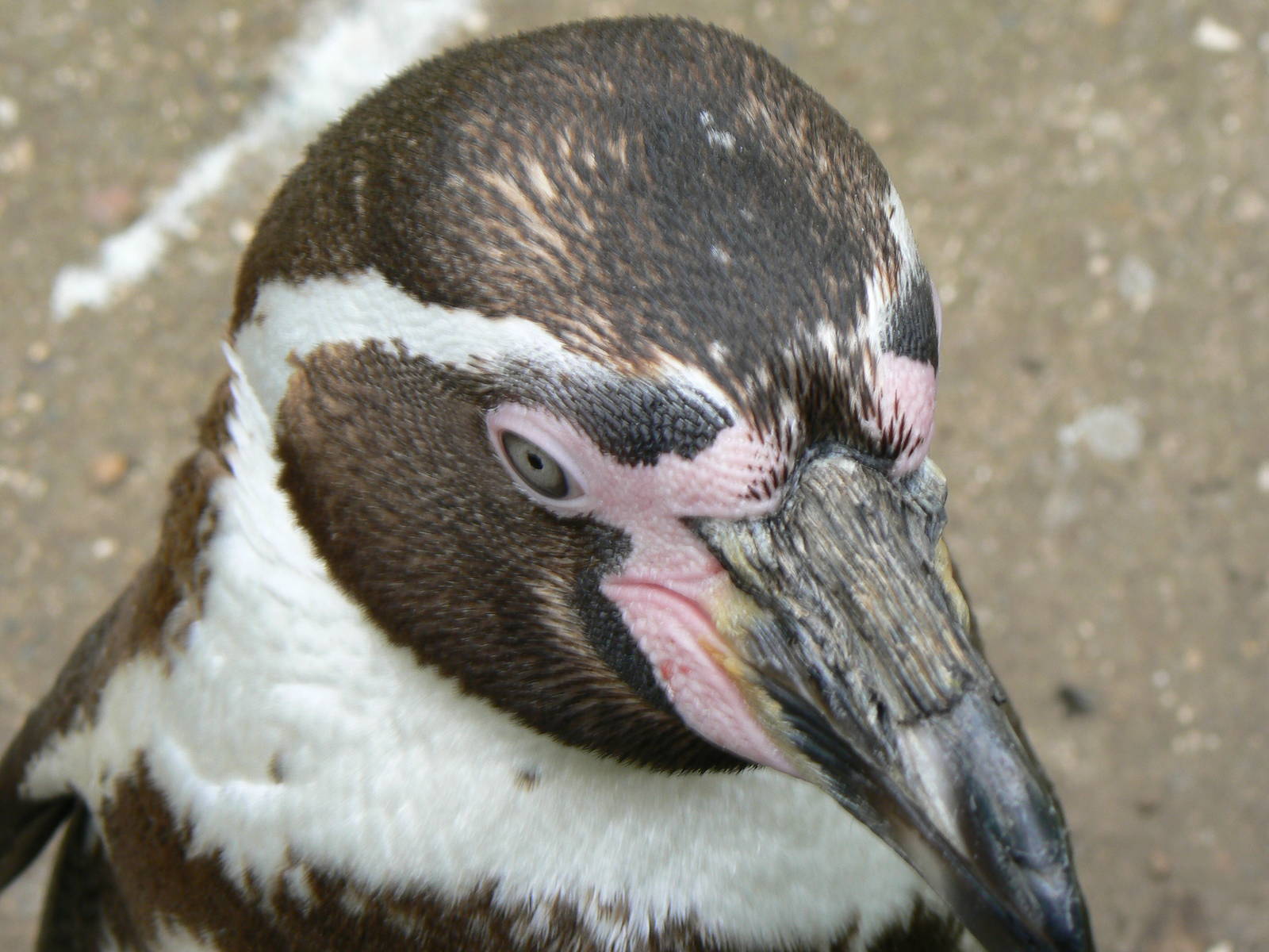 Humboldt Penguin
