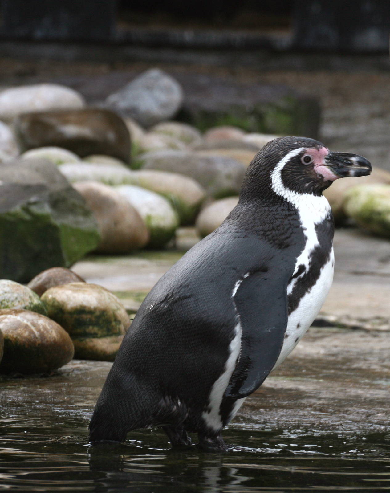 Humboldt Penguin