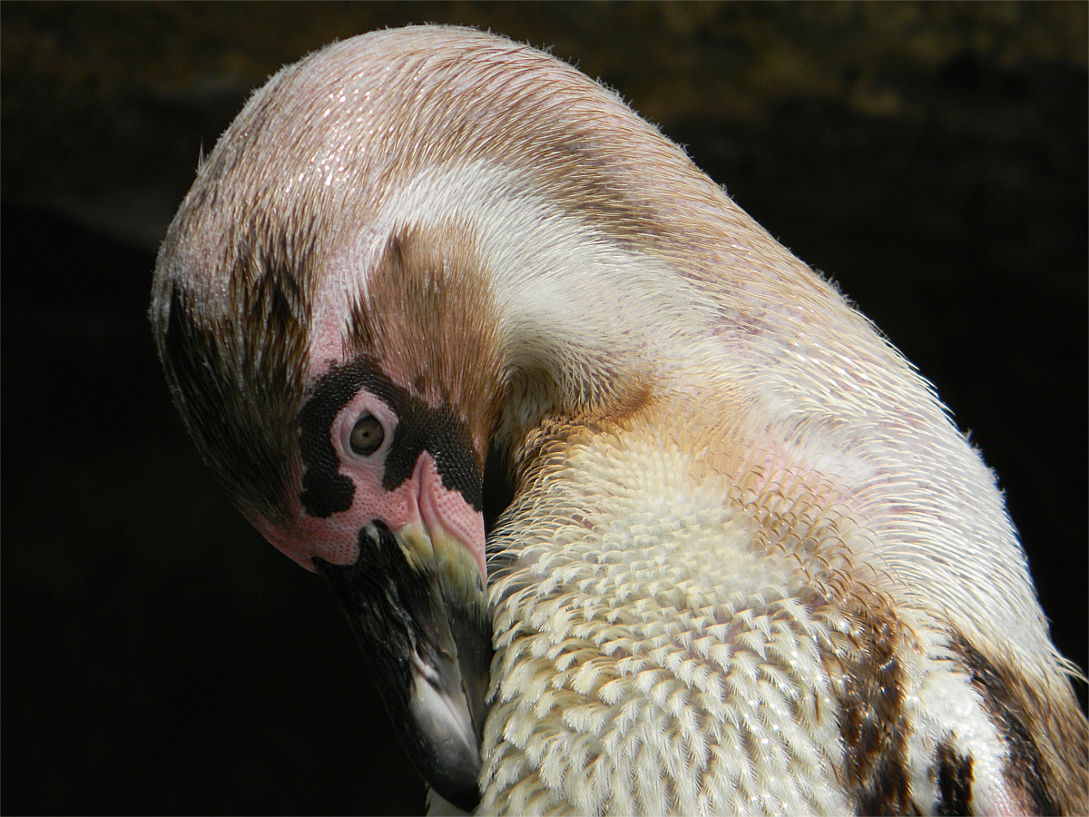 Humboldt penguin