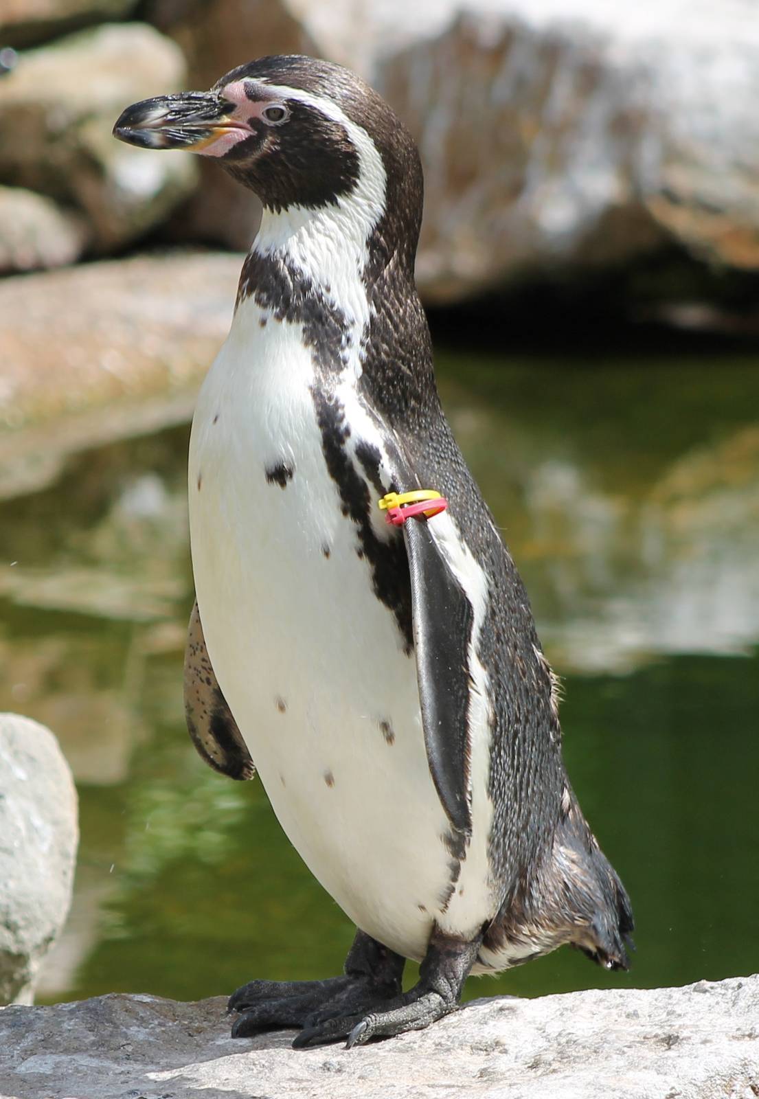 Humboldt penguin