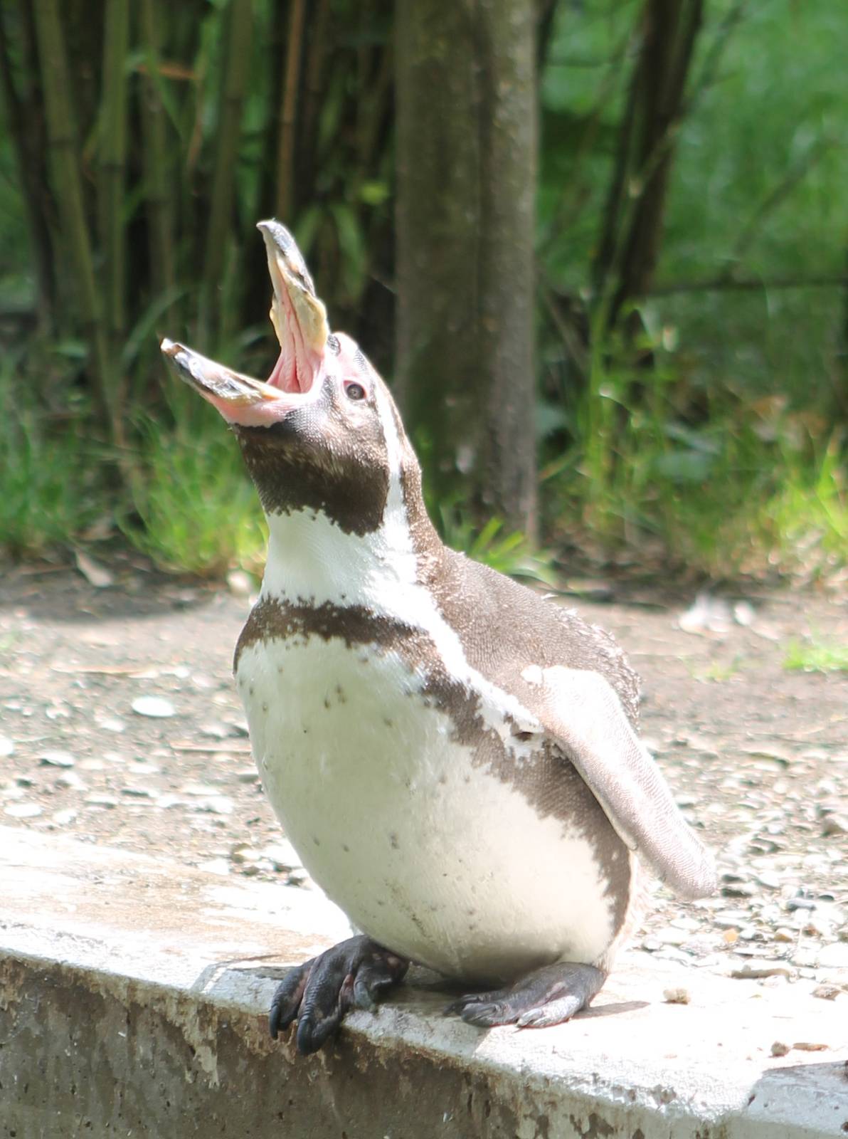 Humboldt penguin