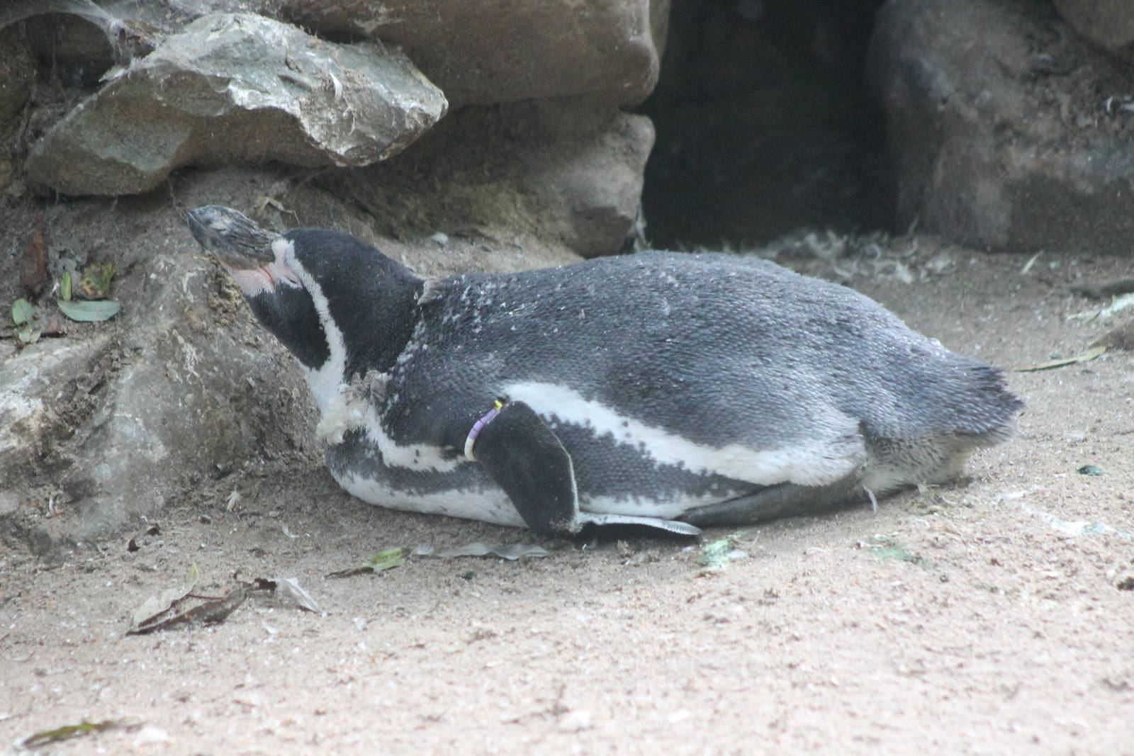 Humboldt penguin